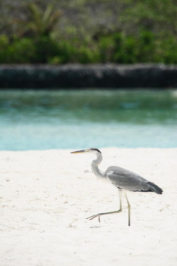 Coral Heaven Sunset View Inn Guraidhoo  Exterior photo